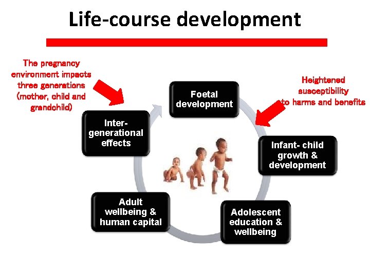 Life-course development The pregnancy environment impacts three generations (mother, child and grandchild) Foetal development