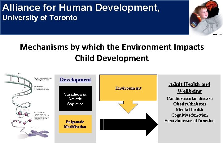 Alliance for Human Development, Research Priorities University of Toronto TEMS, 2002 Mechanisms by which