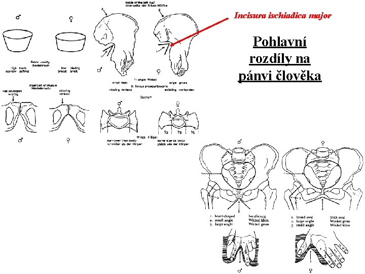 Incisura ischiadica major Pohlavní rozdíly na pánvi člověka 