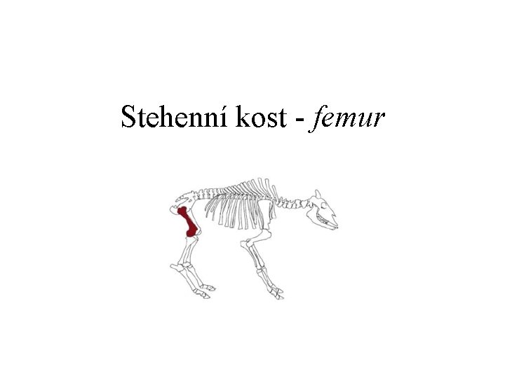 Stehenní kost - femur 
