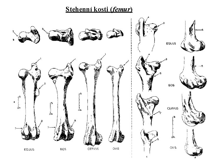 Stehenní kosti (femur) 