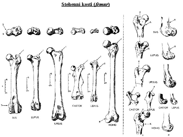 Stehenní kosti (femur) 