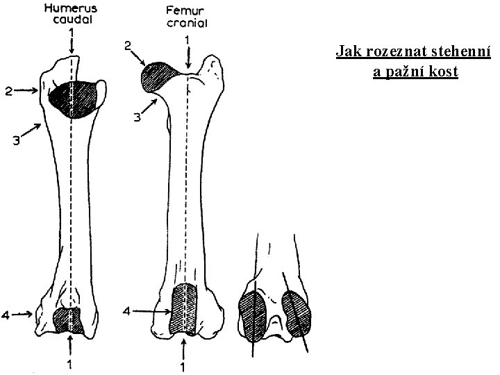 Jak rozeznat stehenní a pažní kost 