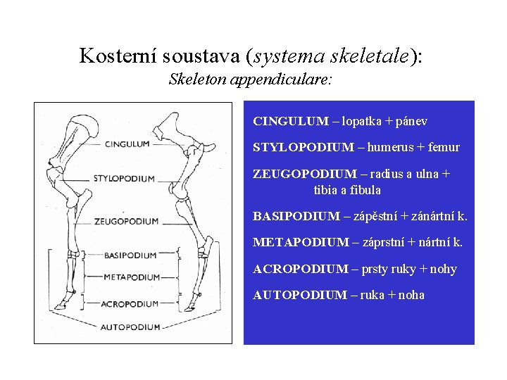 Kosterní soustava (systema skeletale): Skeleton appendiculare: CINGULUM – lopatka + pánev STYLOPODIUM – humerus