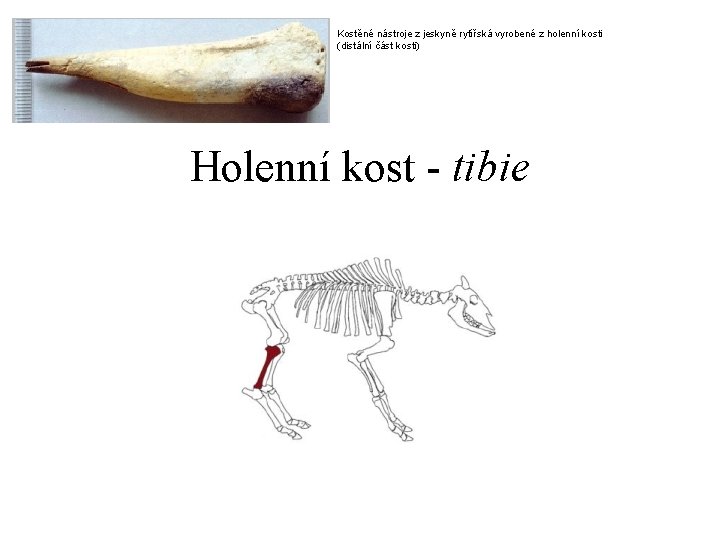 Kostěné nástroje z jeskyně rytířská vyrobené z holenní kosti (distální část kosti) Holenní kost