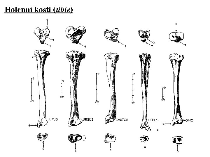 Holenní kosti (tibie) 