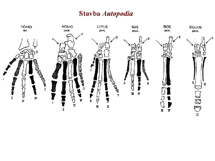 Stavba Autopodia 