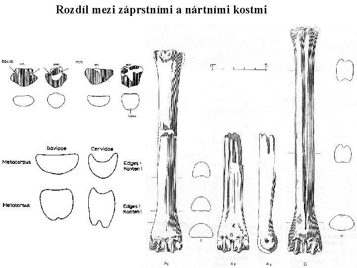 Rozdíl mezi záprstními a nártními kostmi 