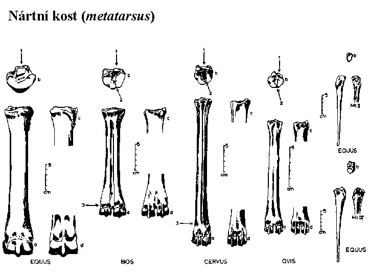 Nártní kost (metatarsus) 