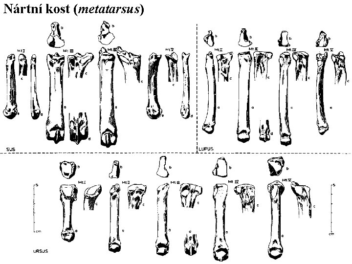 Nártní kost (metatarsus) 