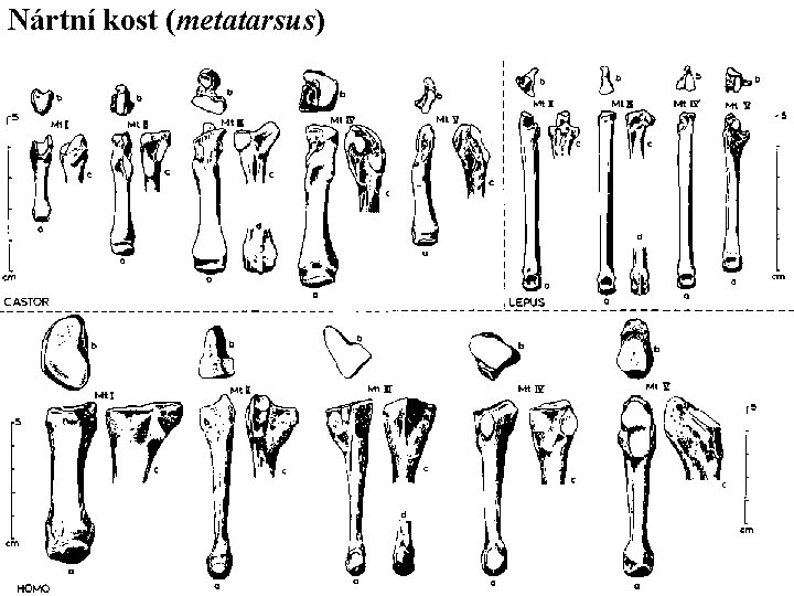 Nártní kost (metatarsus) 