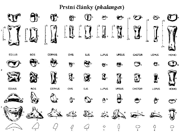 Prstní články (phalanges) 
