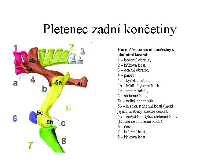 Pletenec zadní končetiny Horní část pánevní končetiny s okolními kostmi: 1 – bederní obratle,