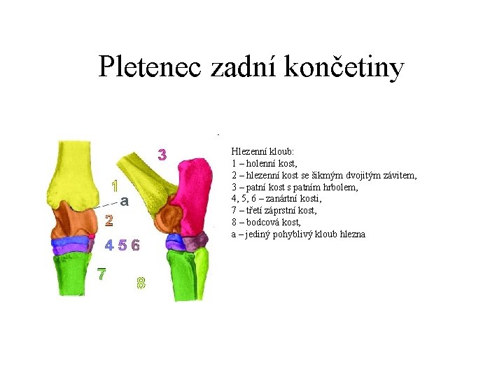 Pletenec zadní končetiny Hlezenní kloub: 1 – holenní kost, 2 – hlezenní kost se