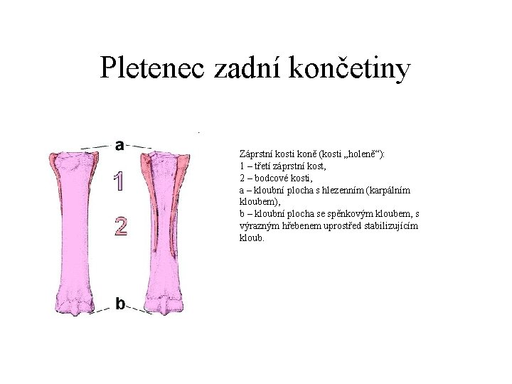 Pletenec zadní končetiny Záprstní kosti koně (kosti „holeně“): 1 – třetí záprstní kost, 2