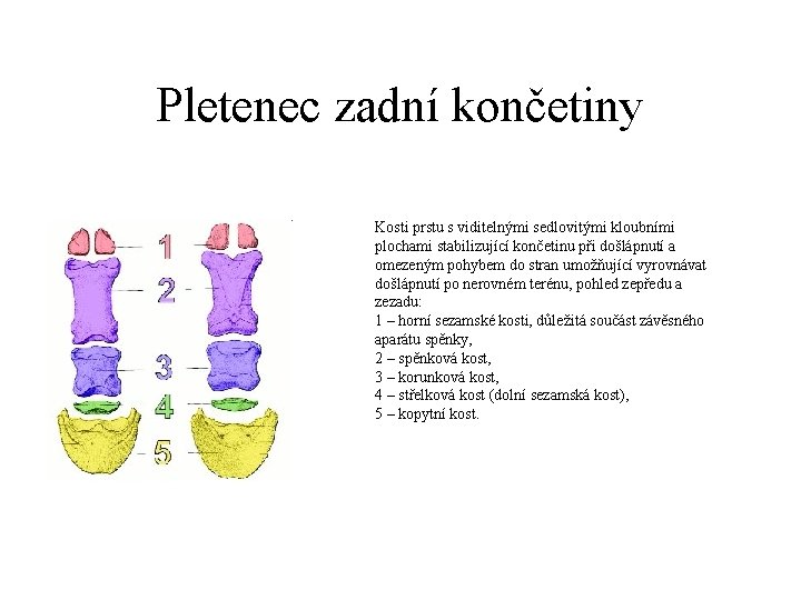 Pletenec zadní končetiny Kosti prstu s viditelnými sedlovitými kloubními plochami stabilizující končetinu při došlápnutí