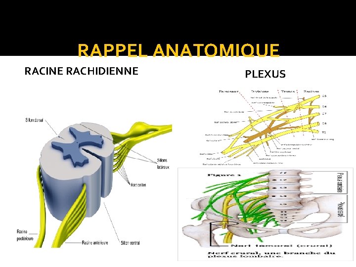 RAPPEL ANATOMIQUE RACINE RACHIDIENNE PLEXUS 