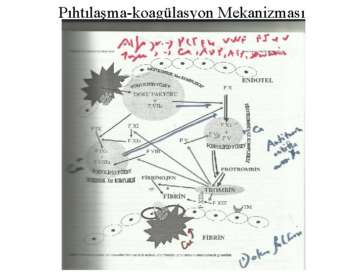 Pıhtılaşma-koagülasyon Mekanizması 