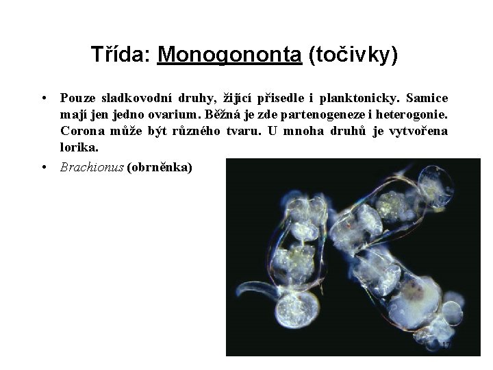 Třída: Monogononta (točivky) • Pouze sladkovodní druhy, žijící přisedle i planktonicky. Samice mají jen