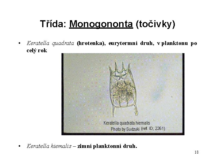 Třída: Monogononta (točivky) • Keratella quadrata (hrotenka), eurytermní druh, v planktonu po celý rok