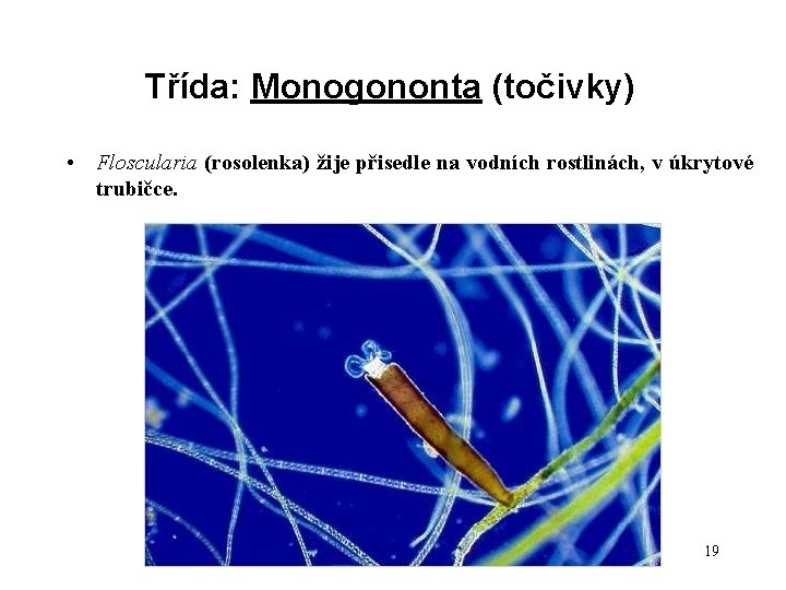 Třída: Monogononta (točivky) • Floscularia (rosolenka) žije přisedle na vodních rostlinách, v úkrytové trubičce.