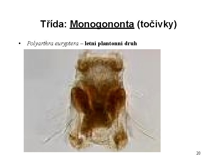 Třída: Monogononta (točivky) • Polyarthra euryptera – letní plantonní druh 20 