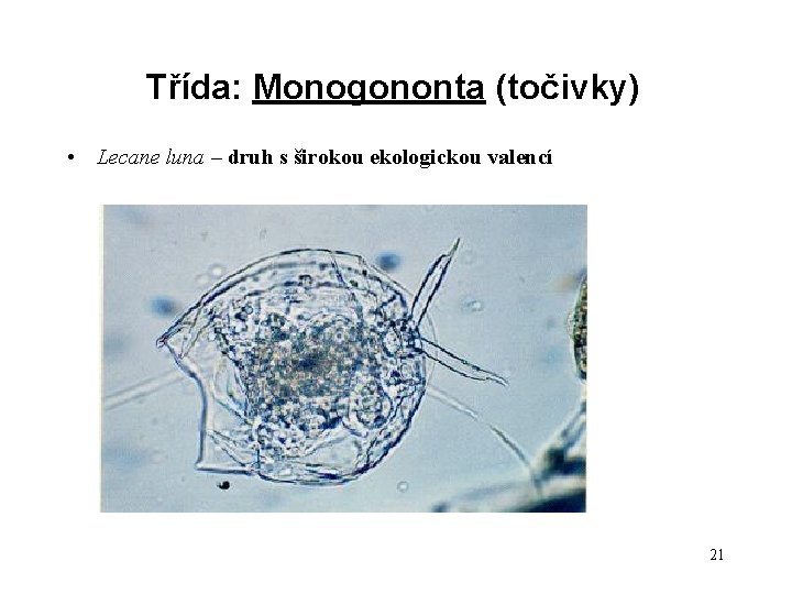 Třída: Monogononta (točivky) • Lecane luna – druh s širokou ekologickou valencí 21 