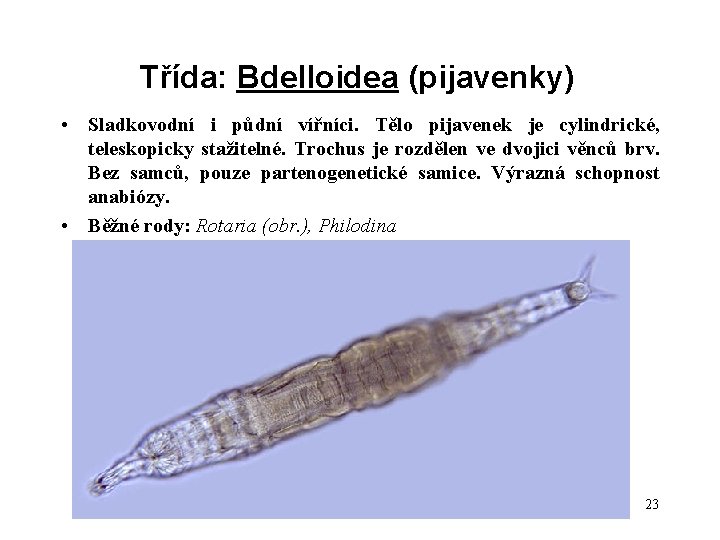 Třída: Bdelloidea (pijavenky) • Sladkovodní i půdní vířníci. Tělo pijavenek je cylindrické, teleskopicky stažitelné.