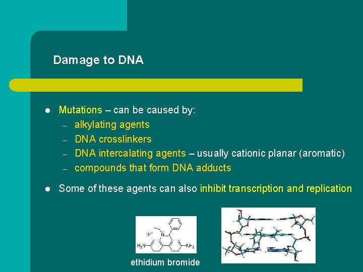 Damage to DNA l Mutations – can be caused by: – alkylating agents –