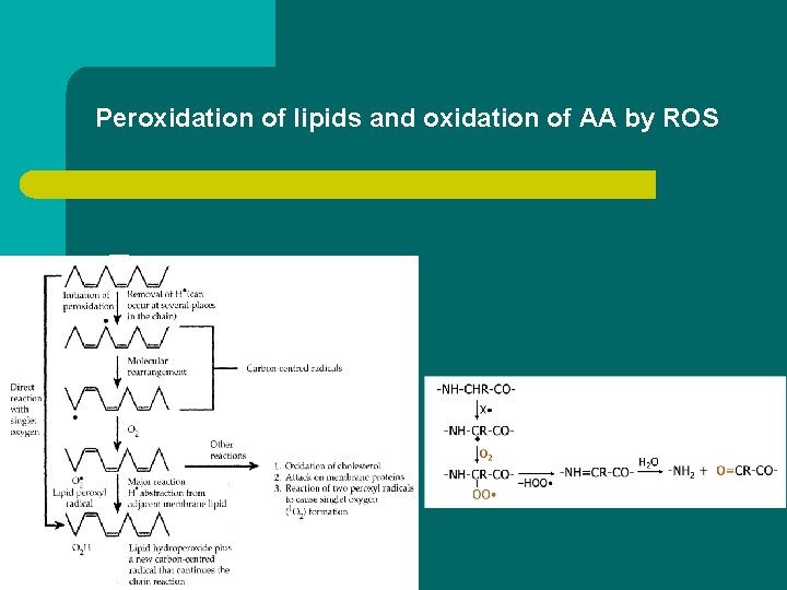 Peroxidation of lipids and oxidation of AA by ROS 
