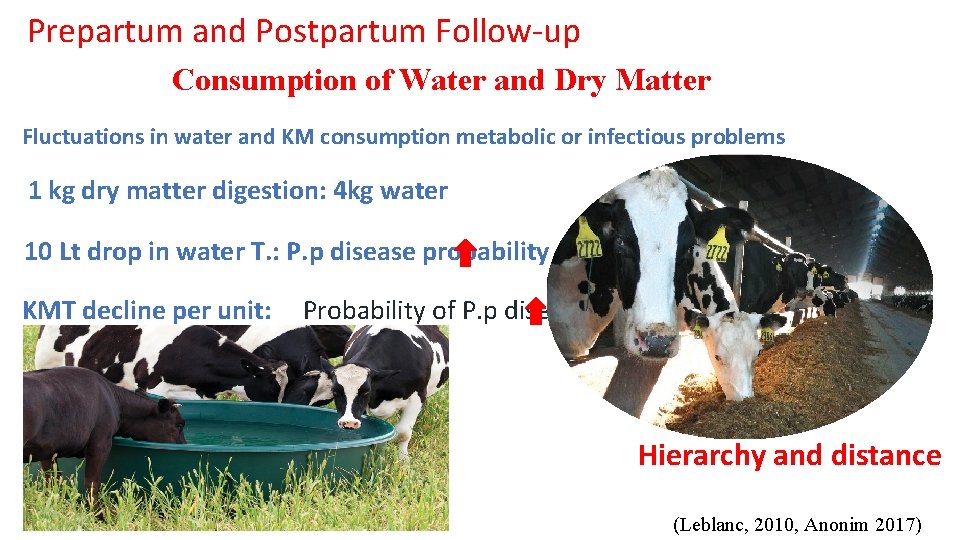 Prepartum and Postpartum Follow-up Consumption of Water and Dry Matter Fluctuations in water and