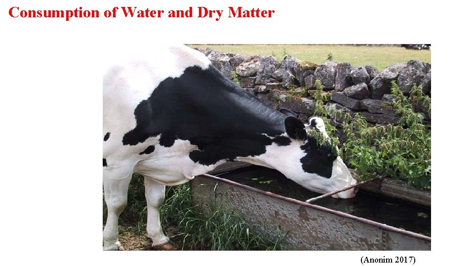 Consumption of Water and Dry Matter (Anonim 2017) 