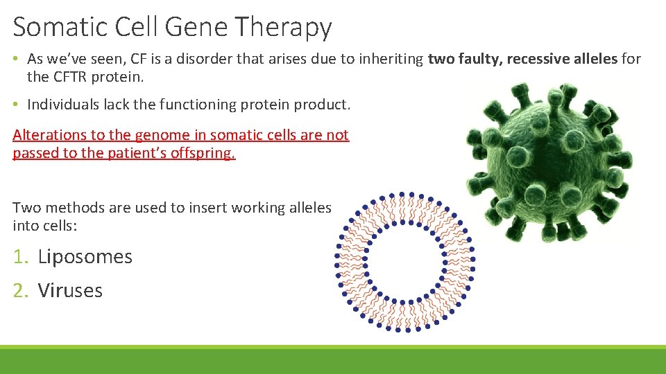 Somatic Cell Gene Therapy • As we’ve seen, CF is a disorder that arises
