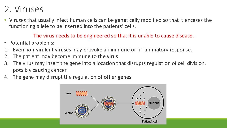 2. Viruses • Viruses that usually infect human cells can be genetically modified so