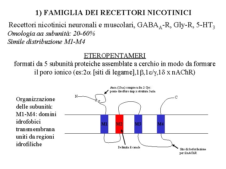 1) FAMIGLIA DEI RECETTORI NICOTINICI Recettori nicotinici neuronali e muscolari, GABAA-R, Gly-R, 5 -HT