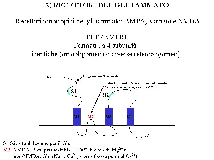 2) RECETTORI DEL GLUTAMMATO Recettori ionotropici del glutammato: AMPA, Kainato e NMDA TETRAMERI Formati