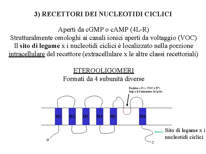 3) RECETTORI DEI NUCLEOTIDI CICLICI Aperti da c. GMP o c. AMP (4 L-R)