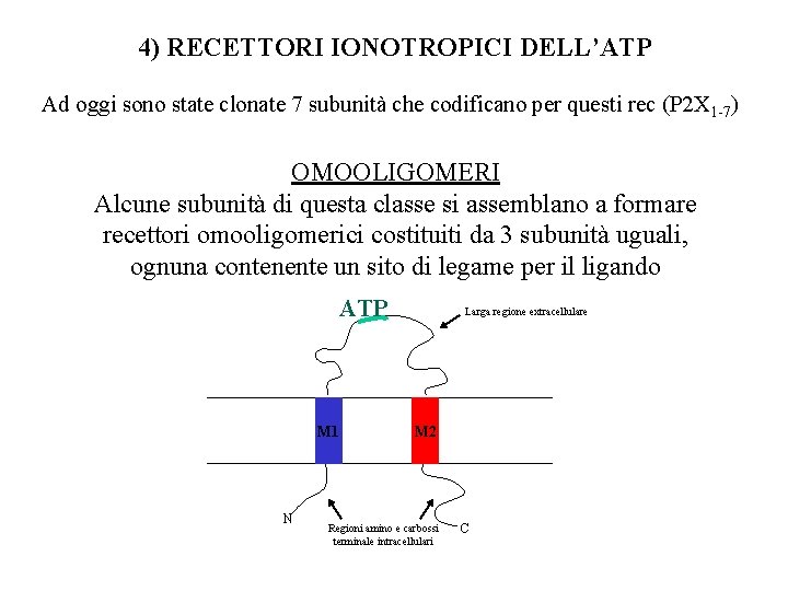 4) RECETTORI IONOTROPICI DELL’ATP Ad oggi sono state clonate 7 subunità che codificano per