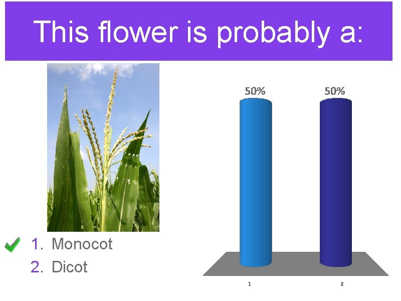 This flower is probably a: 1. Monocot 2. Dicot 