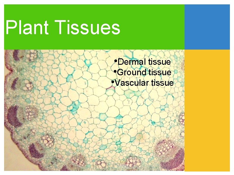 Plant Tissues • Dermal tissue • Ground tissue • Vascular tissue 