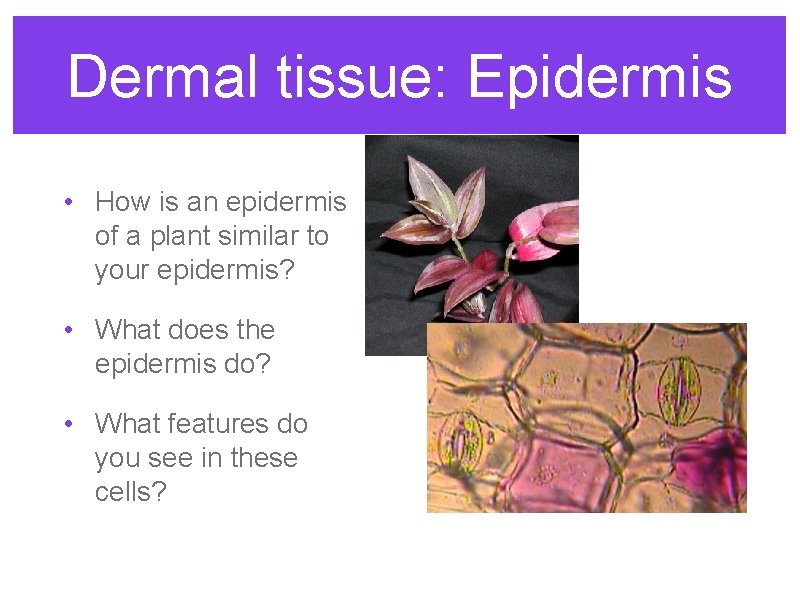 Dermal tissue: Epidermis • How is an epidermis of a plant similar to your