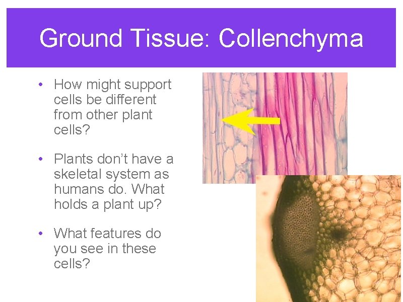 Ground Tissue: Collenchyma • How might support cells be different from other plant cells?