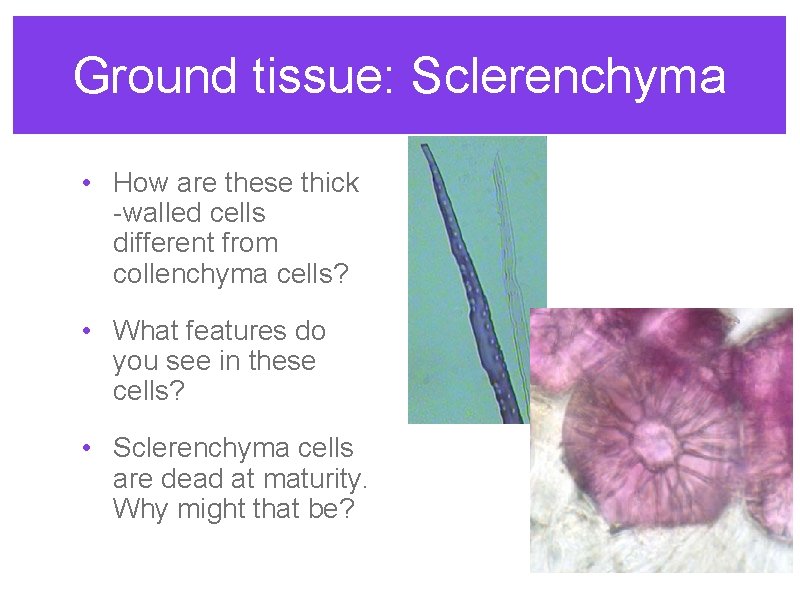 Ground tissue: Sclerenchyma • How are these thick -walled cells different from collenchyma cells?