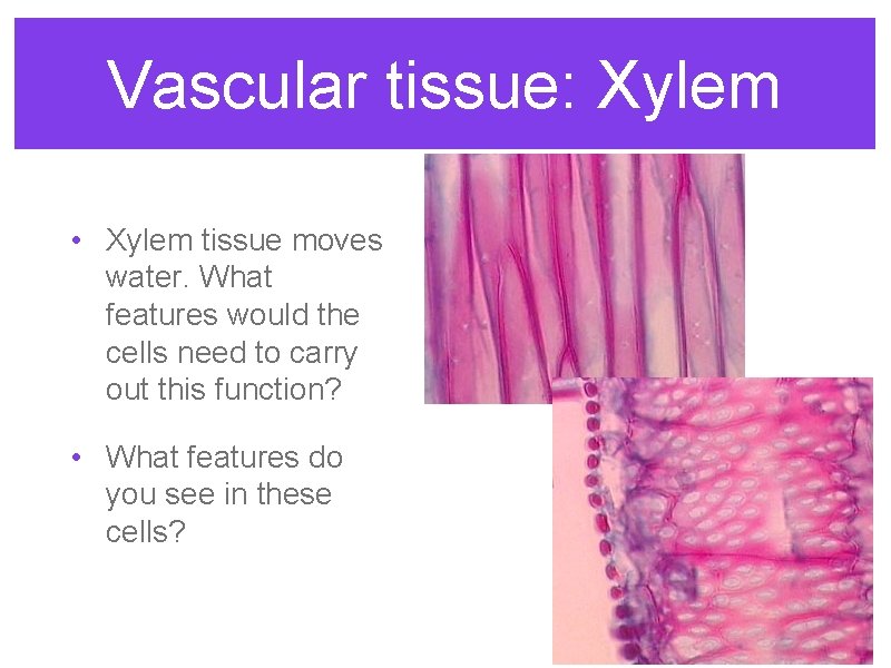 Vascular tissue: Xylem • Xylem tissue moves water. What features would the cells need