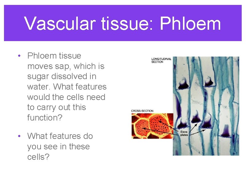 Vascular tissue: Phloem • Phloem tissue moves sap, which is sugar dissolved in water.