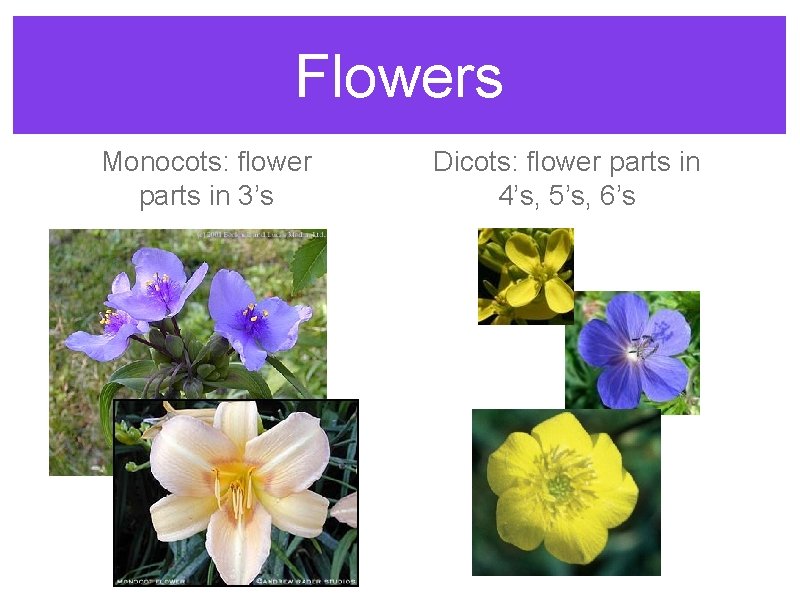 Flowers Monocots: flower parts in 3’s Dicots: flower parts in 4’s, 5’s, 6’s 