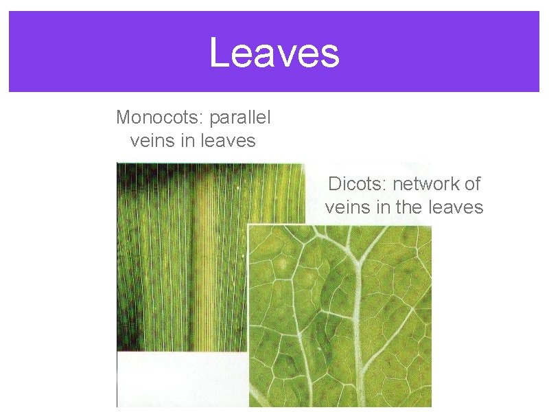 Leaves Monocots: parallel veins in leaves Dicots: network of veins in the leaves 