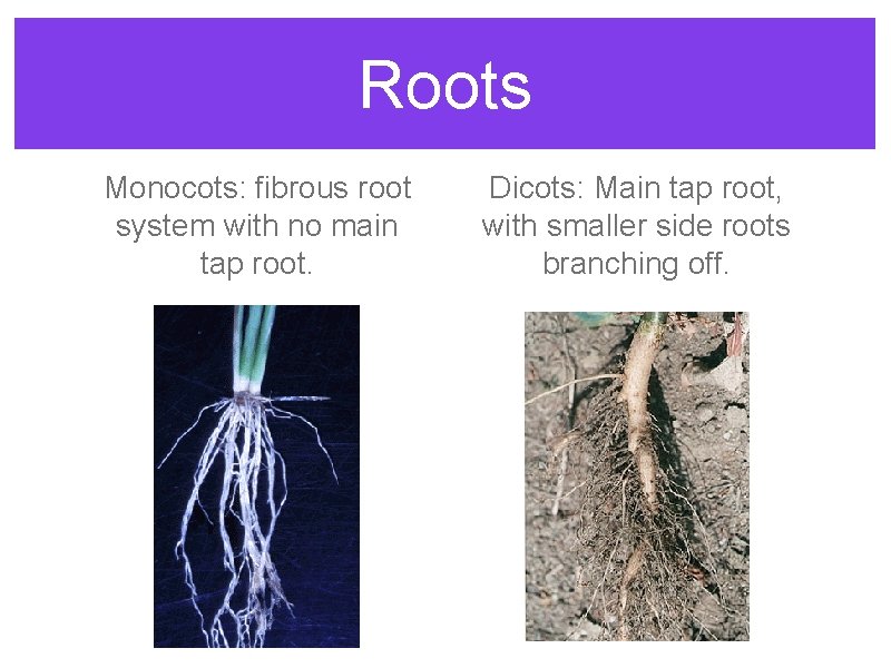 Roots Monocots: fibrous root system with no main tap root. Dicots: Main tap root,