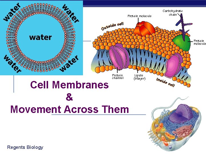 Cell Membranes & Movement Across Them Regents Biology 2006 -2007 