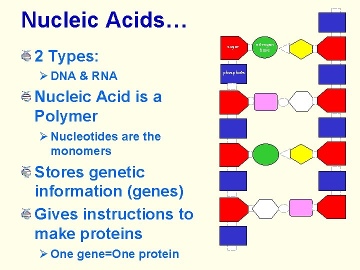 Nucleic Acids… 2 Types: DNA & RNA Nucleic Acid is a Polymer Nucleotides are